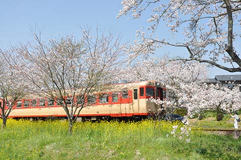 桜と菜の花のキハ28画像