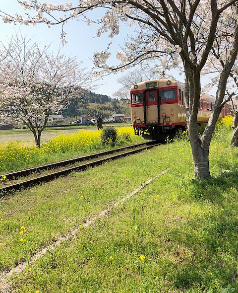 いすみ鉄道桜並木を行く気動車画像