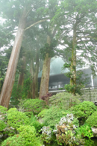 清澄寺天然記念物の杉画像
