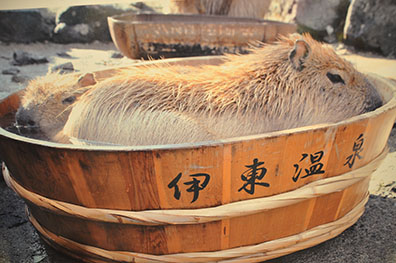 伊東温泉樽風呂のカピパラ画像