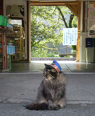 芦ノ牧温泉駅猫の名誉駅長「ばす」画像