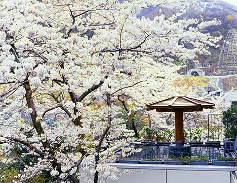 宇奈月温泉 桜咲く露天風呂 宇奈月温泉 ホテル黒部 桜の露天風呂画像