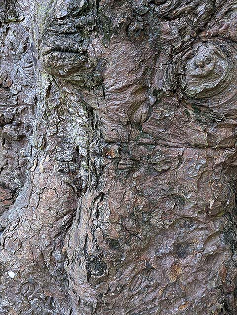 備瀬のフクギ画像