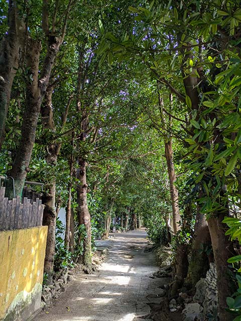 備瀬のフクギ並木画像