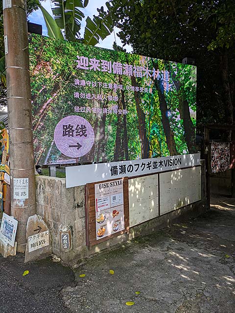 備瀬のフクギ並木入口画像