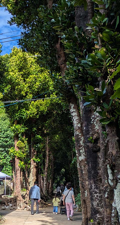 備瀬のフクギ並木画像