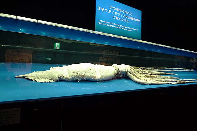 沖縄美ら海水族館 ダイオウイカ標本画像