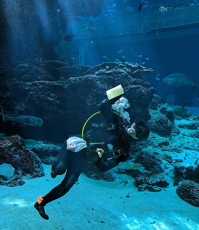 沖縄美ら海水族館 水槽内ダイバー画像