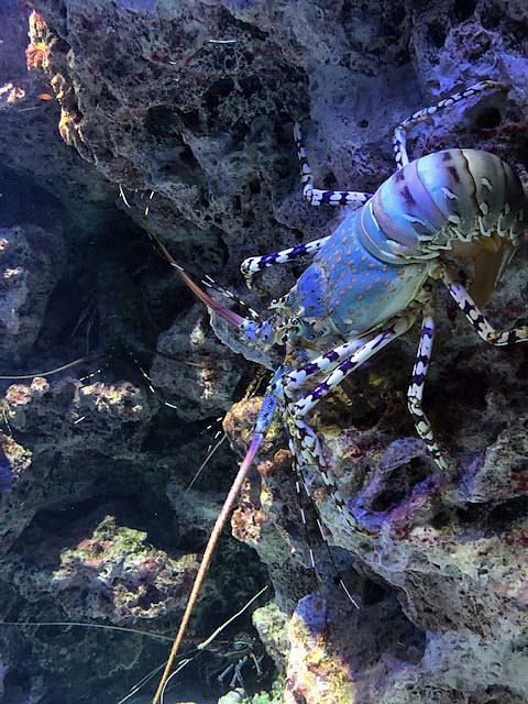 沖縄美ら海水族館 伊勢エビ画像