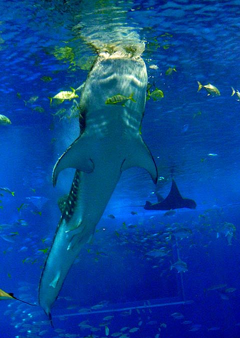 沖縄美ら海水族館 ジンベイザメ食事風景画像