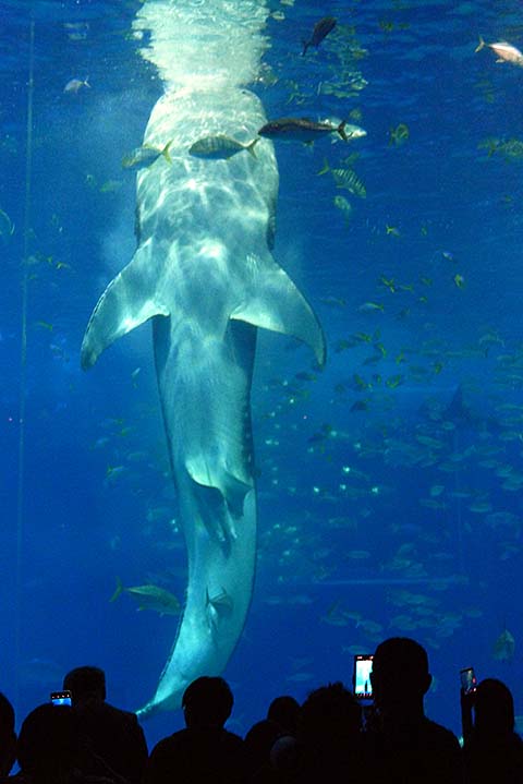 沖縄美ら海水族館 ジンベイザメ食事風景画像