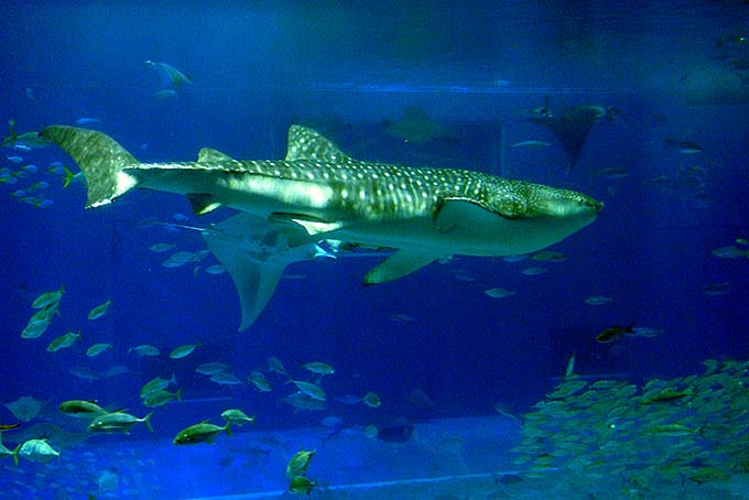 沖縄美ら海水族館 ジンベイザメ画像