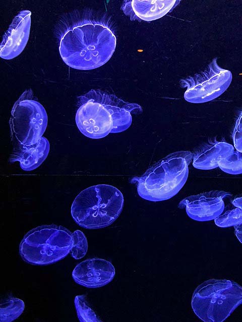 沖縄美ら海水族館 クラゲ画像