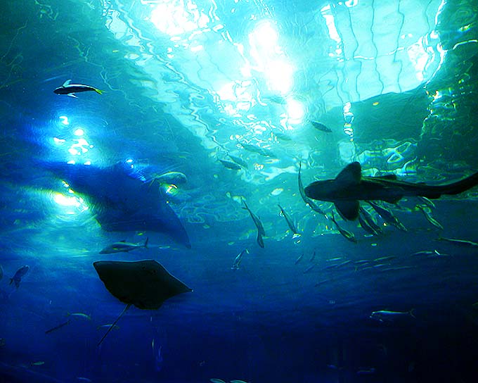沖縄美ら海水族館 アクアルーム画像