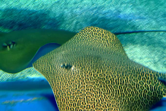 沖縄美ら海水族館 マキエイ画像