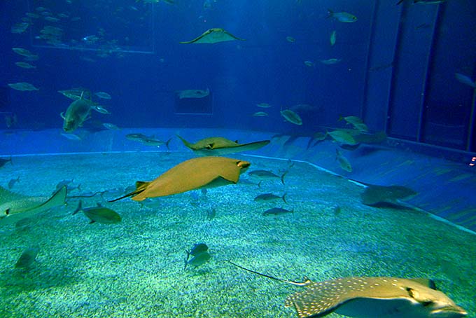 沖縄美ら海水族館 マキエイ画像