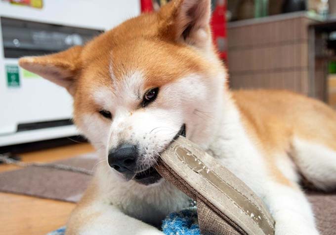 唐松温泉 からまつ山荘 東兵衛温泉 秋田犬画像