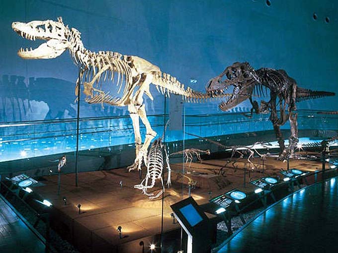 福井県立恐竜博物館画像