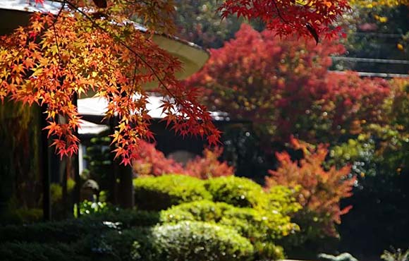 岩寿温泉旅館 岩寿荘 紅葉の庭園画像