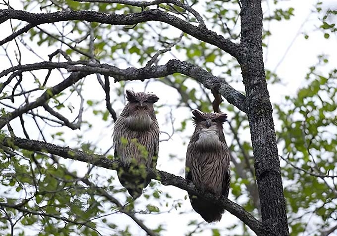 シマフクロウ画像
