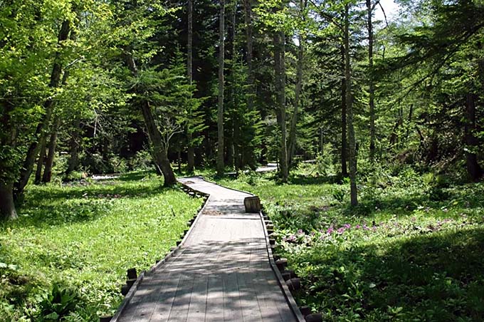 奥屈斜路温泉 ランプの宿 森つべつ 森林散歩道画像