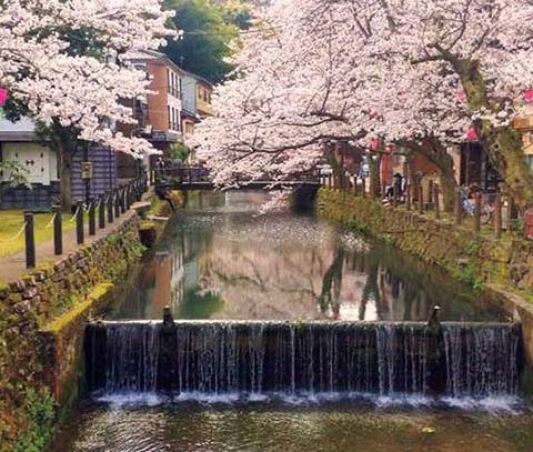 城崎温泉桜並木画像