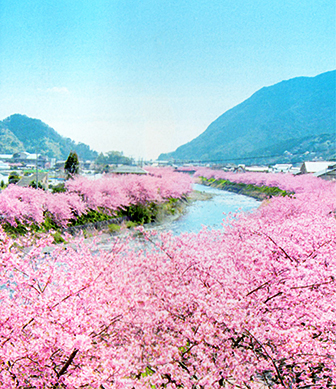 河津の桜並木画像