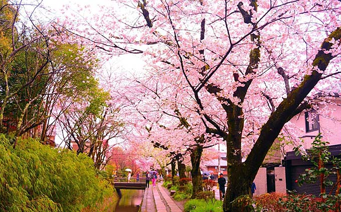 花咲く哲学の道画像