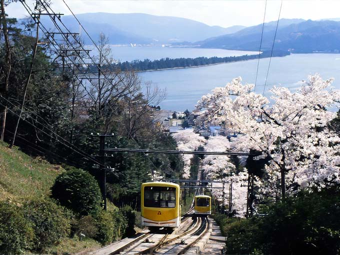 春の天橋立 桜画像