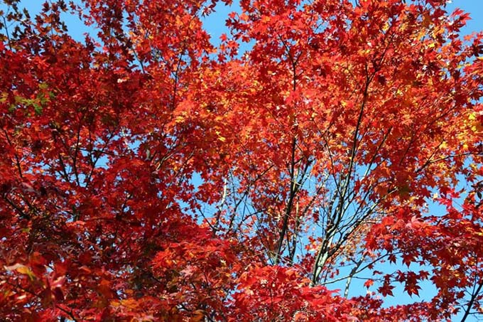 姫木温泉 温泉山岳ホテル アンデルマット 紅葉画像