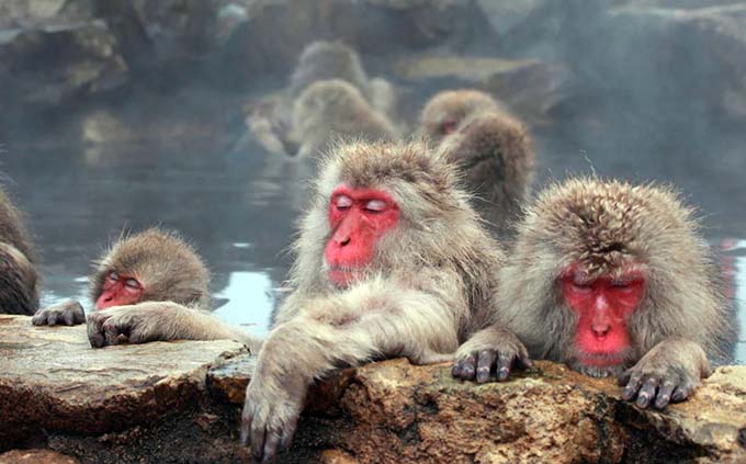 地獄谷野猿公苑の入浴するサル画像