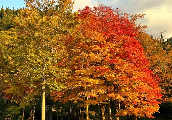 浅草岳温泉 浅草山荘 紅葉画像