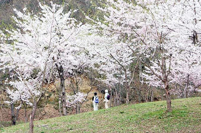 春の桜画像