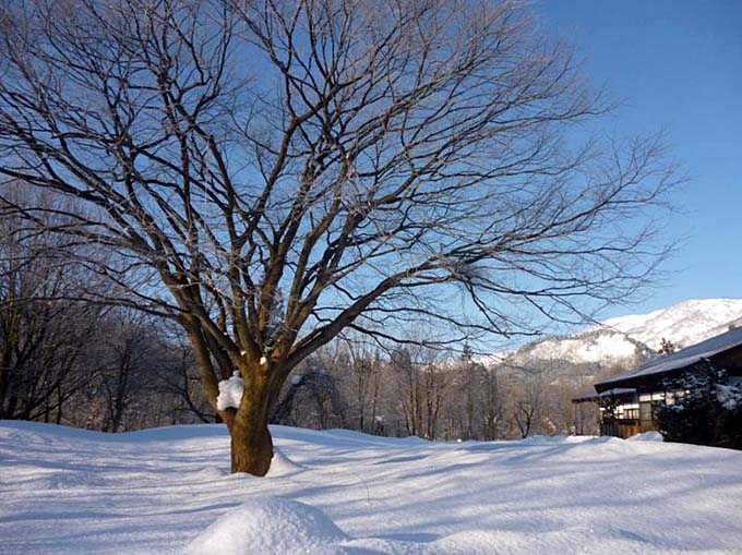 御神楽温泉 ブナの宿 小会瀬 雪景色画像