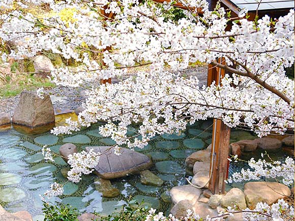 村杉温泉 風雅の宿 長生館 桜と露天風呂画像