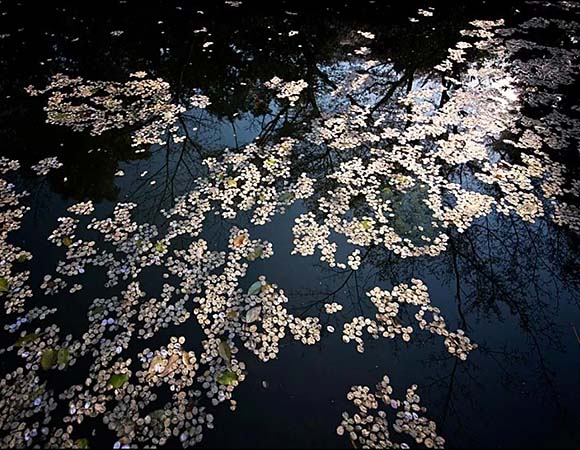 池に浮かぶ桜の花びら画像