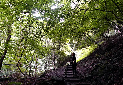 丸神の滝原生林の遊歩道画像