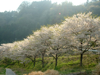 水沼駅前の桜